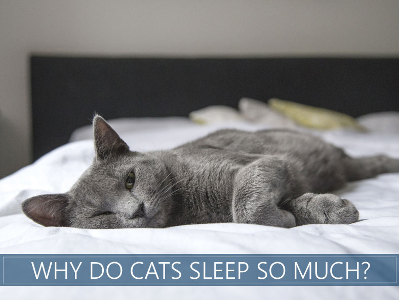 Why Do Cats Sleep So Much 