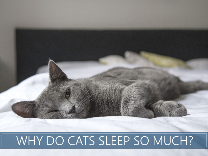 Why Do Cats Sleep So Much Here Are 4 Reasons Why Sleep Advisor