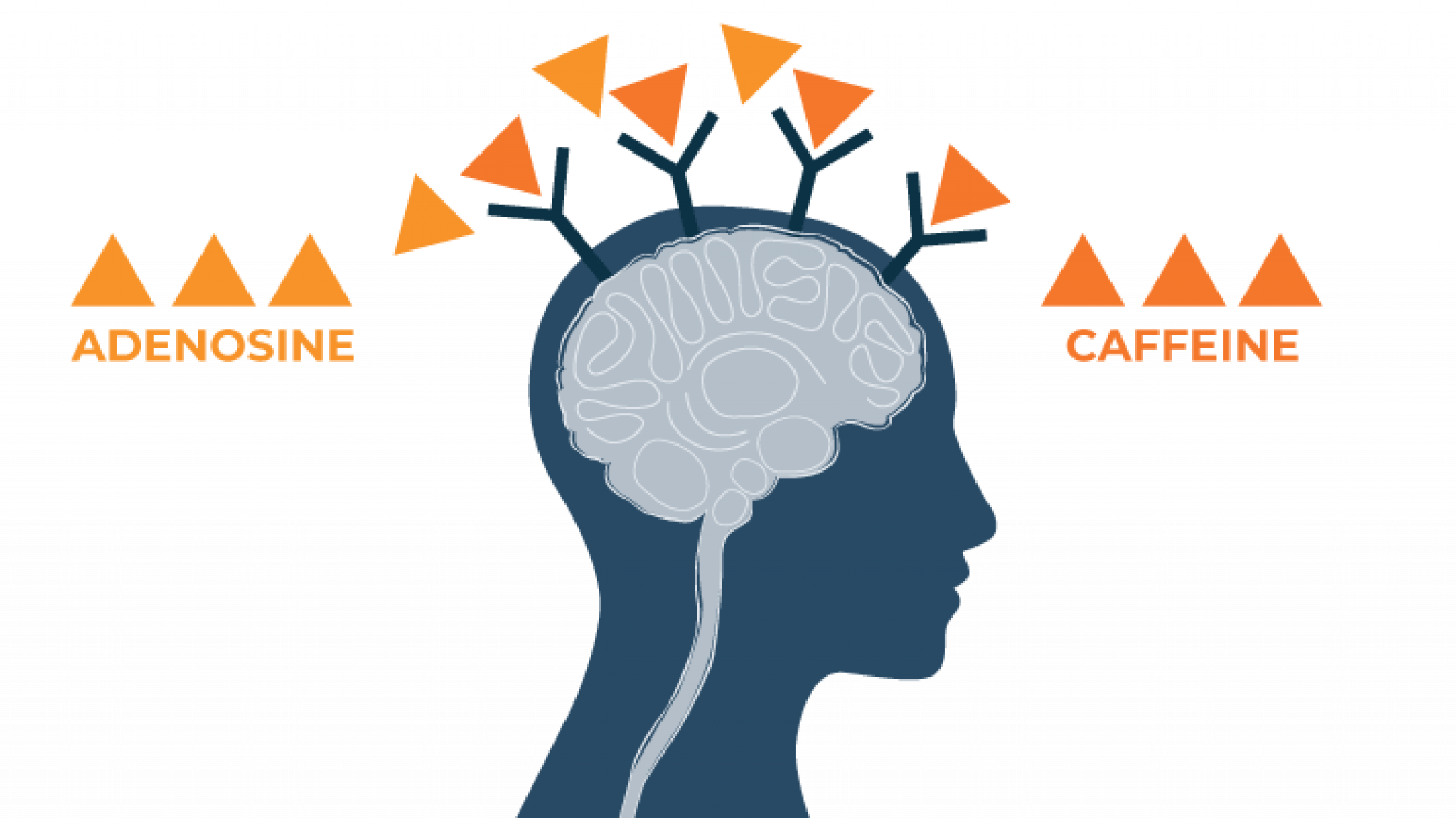 Caffeine effects. Seizures and Epilepsy. Epilepsy Symptoms. Подкаст психология. Подкасты по психологии.